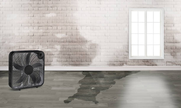Best Flood damage cleanup  in Carthage, IL